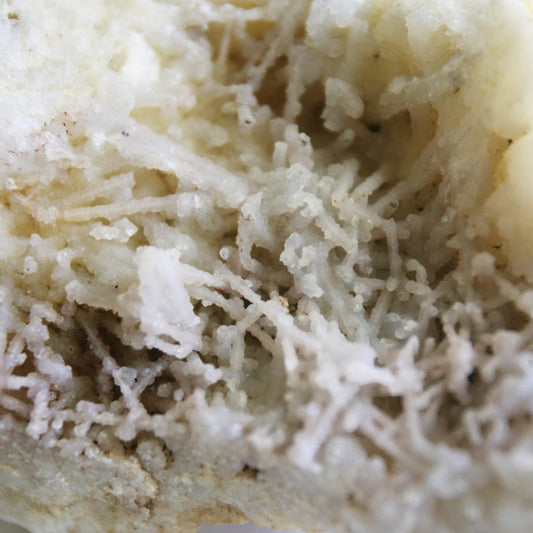 Large Fossilized Coral Specimen