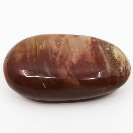 Petrified Wood Palm Stone