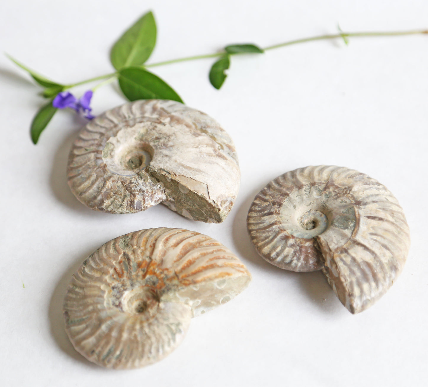 the little magic herbal shop - the little magic herbal shop