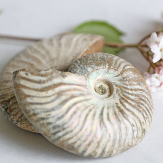 the little magic herbal shop - the little magic herbal shop