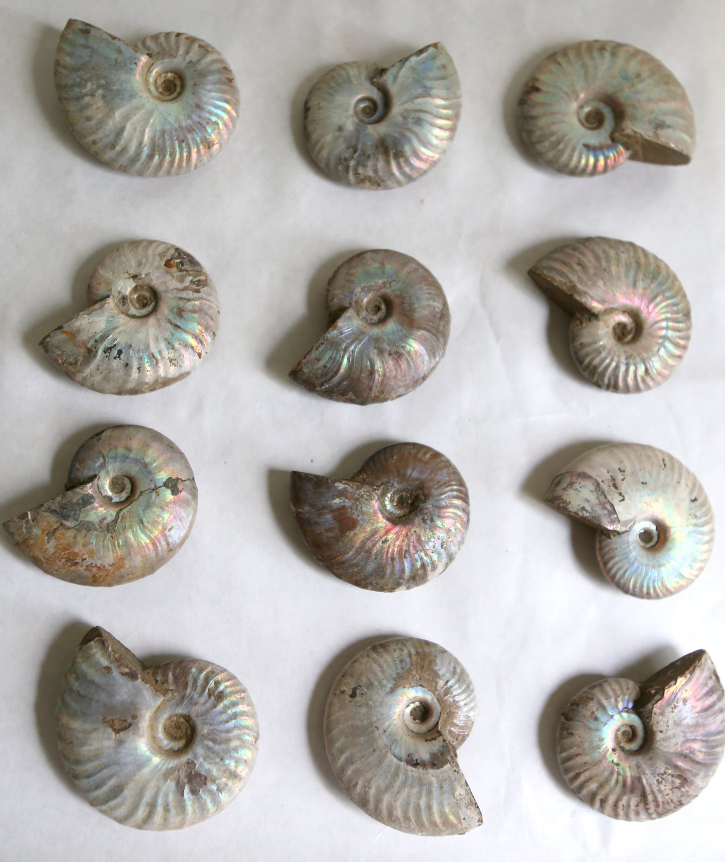 Opalized Ammonite Fossils