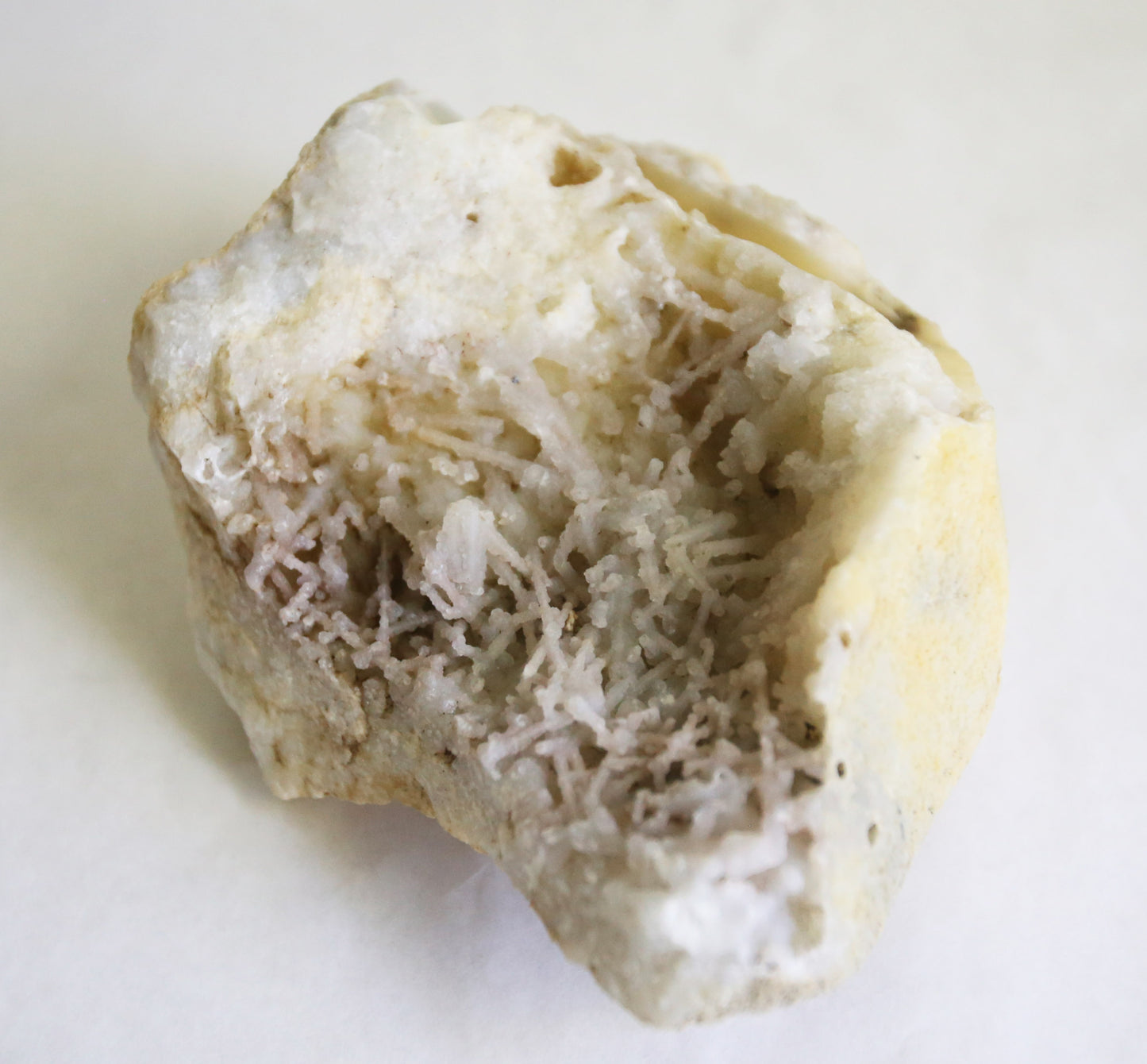 Large Fossilized Coral Specimen