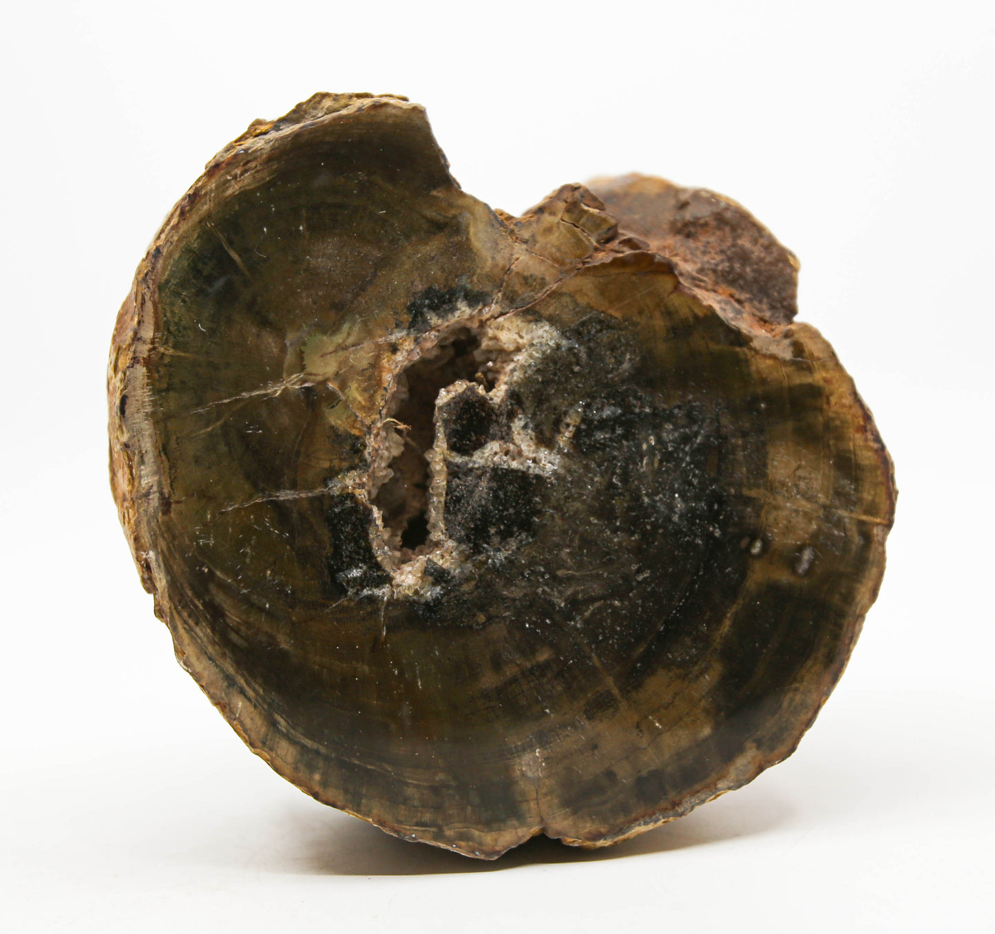 Petrified Wood Free Form