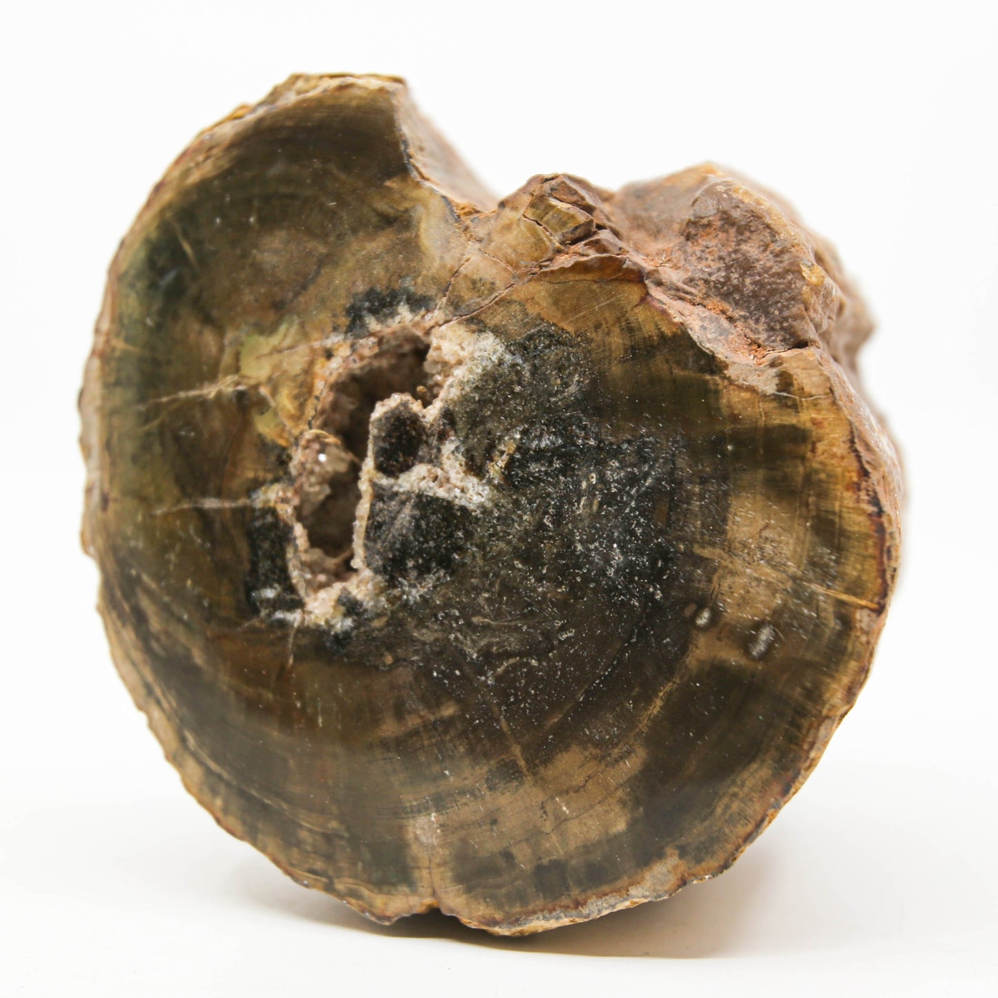 Petrified Wood Free Form