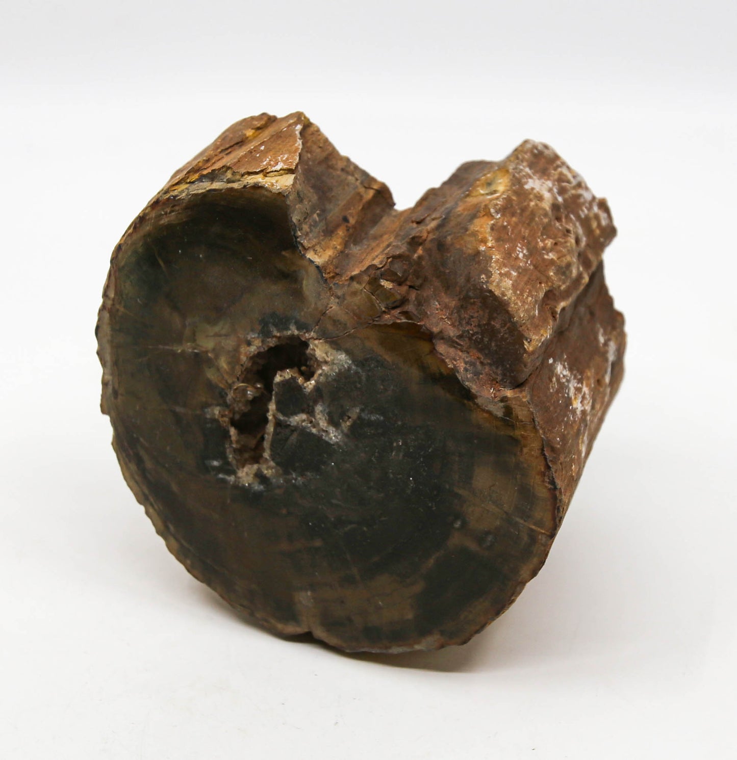 Petrified Wood Free Form