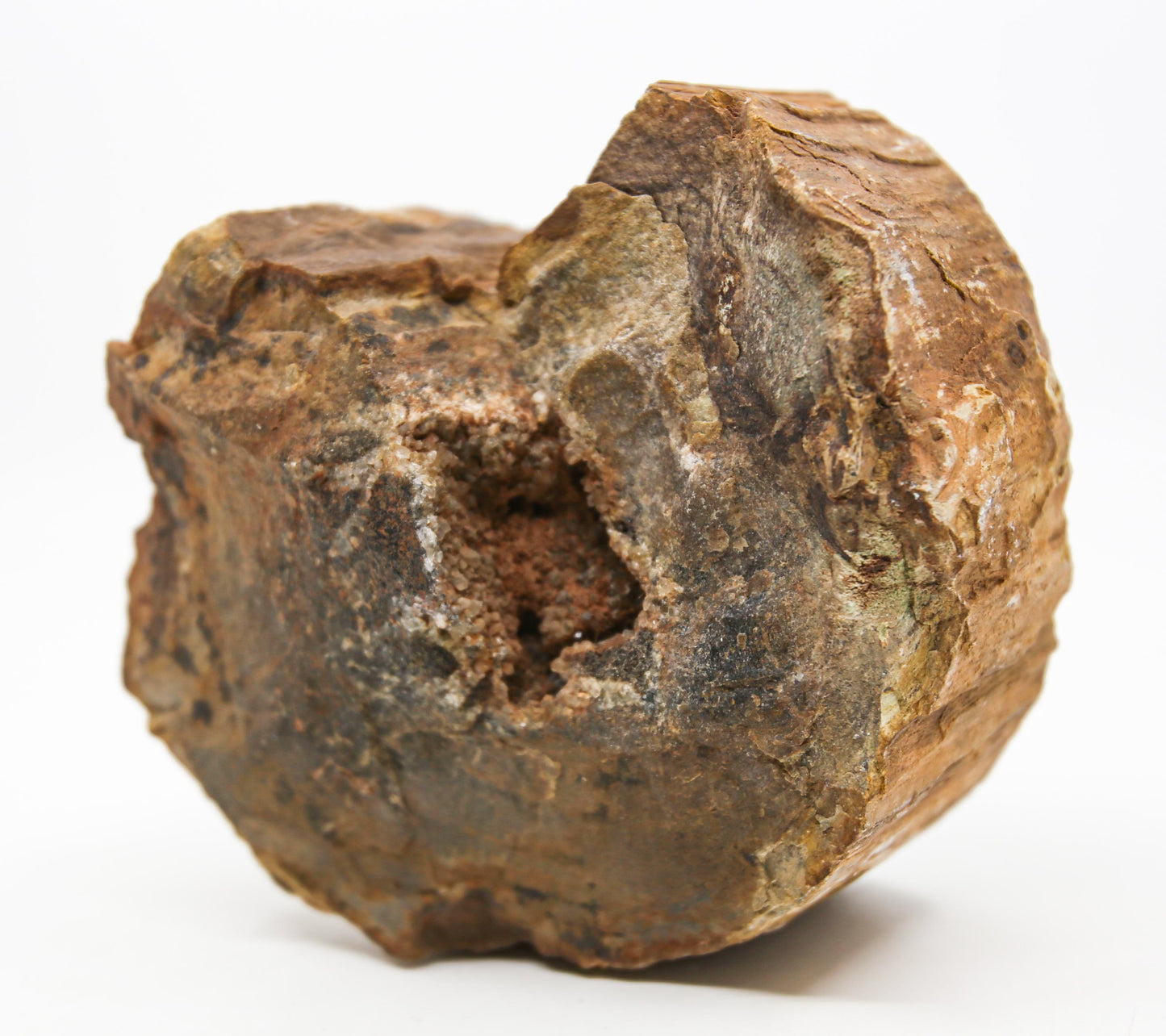 Petrified Wood Free Form