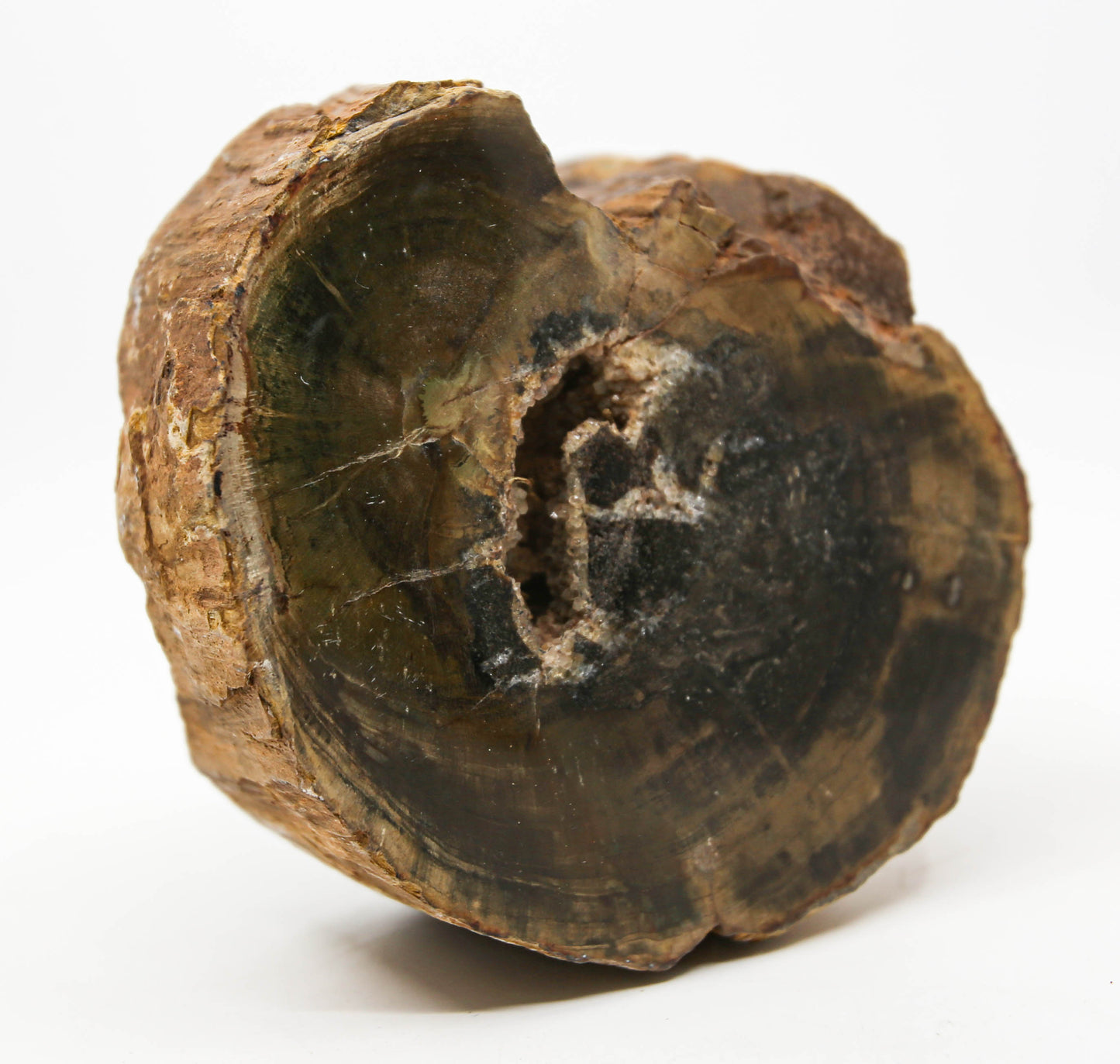 Petrified Wood Free Form