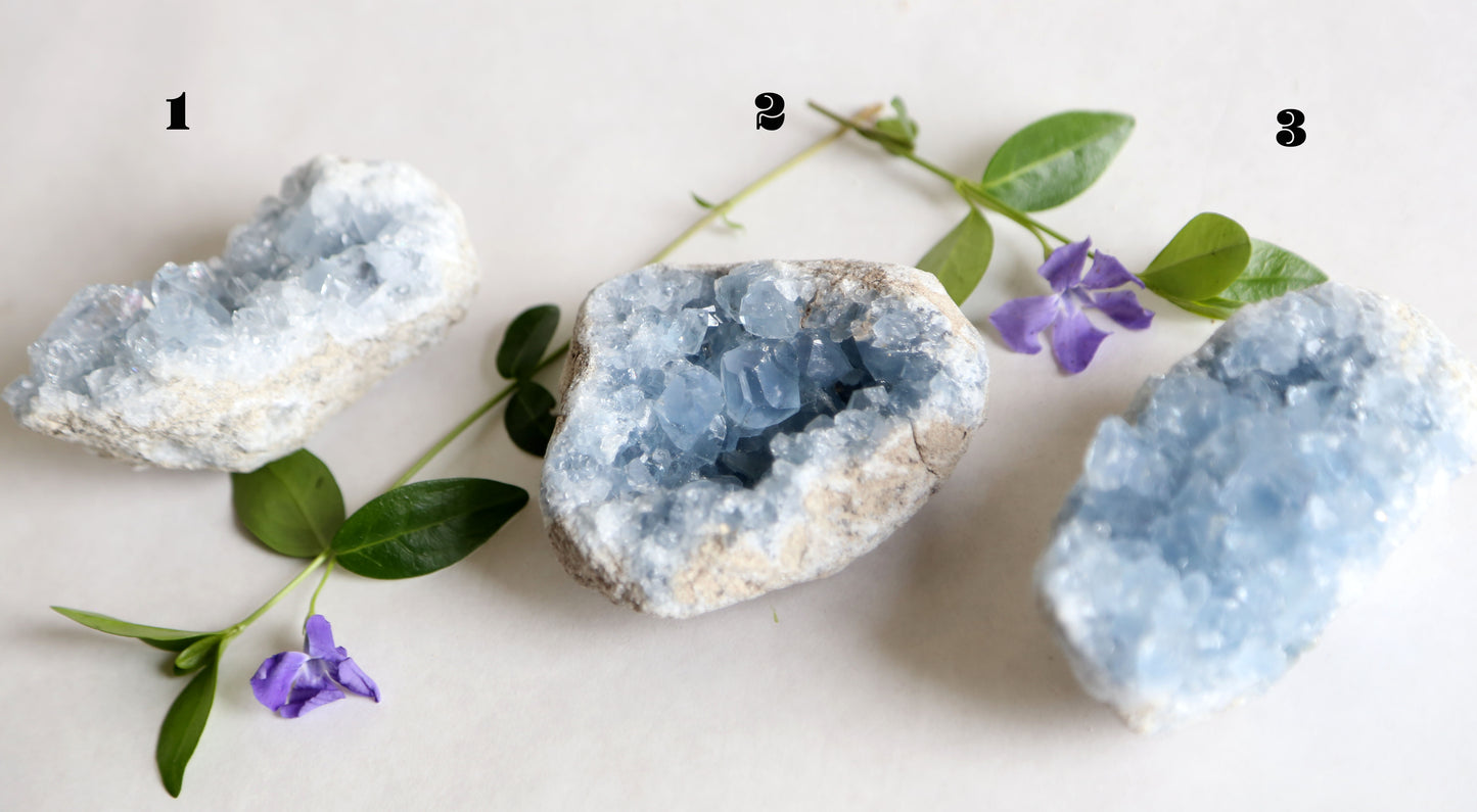 the little magic herbal shop - the little magic herbal shop