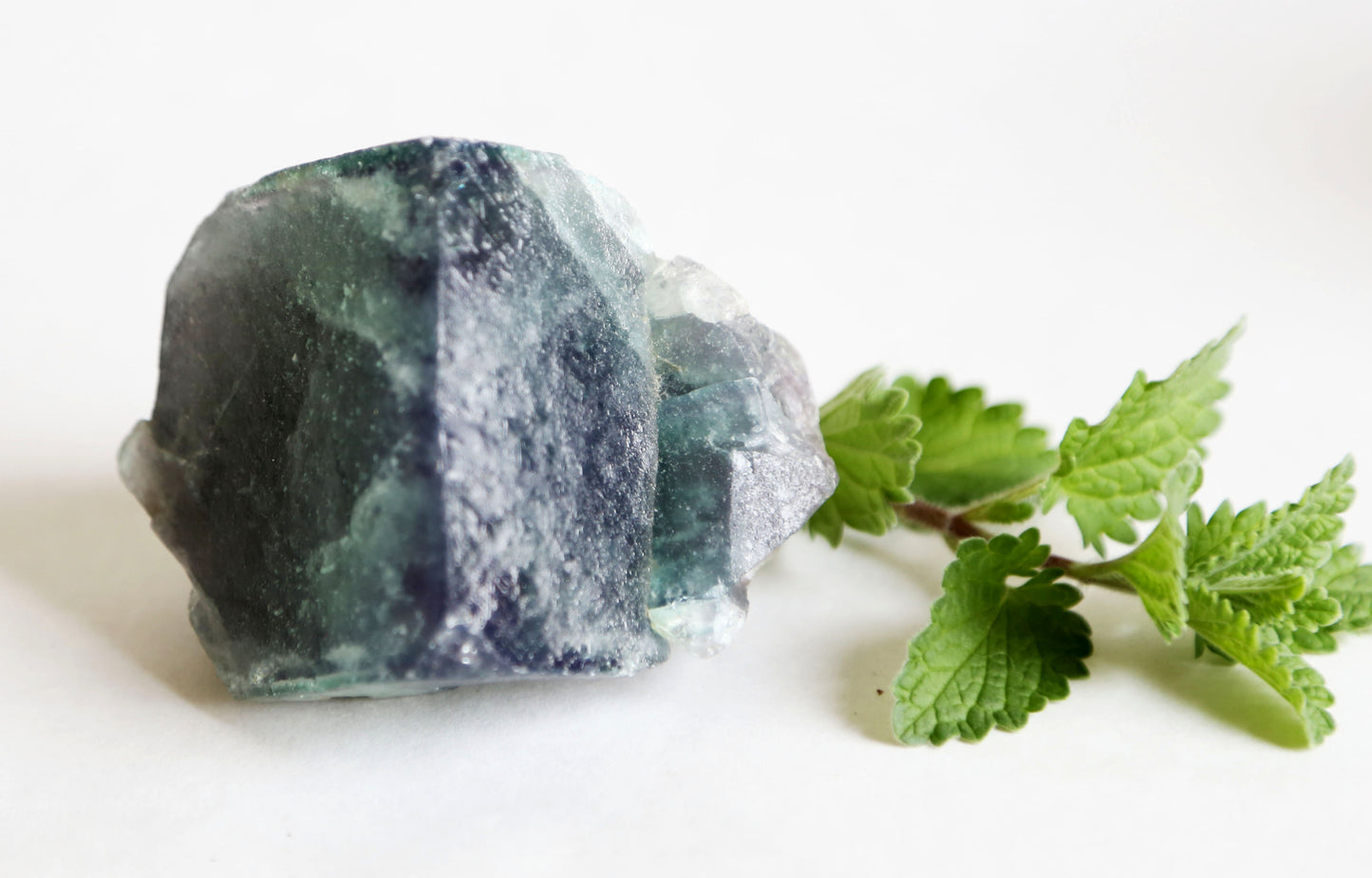 the little magic herbal shop - the little magic herbal shop