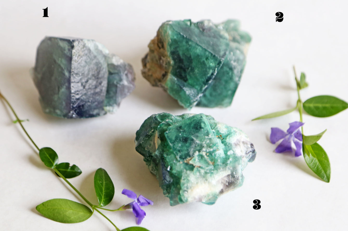 the little magic herbal shop - the little magic herbal shop