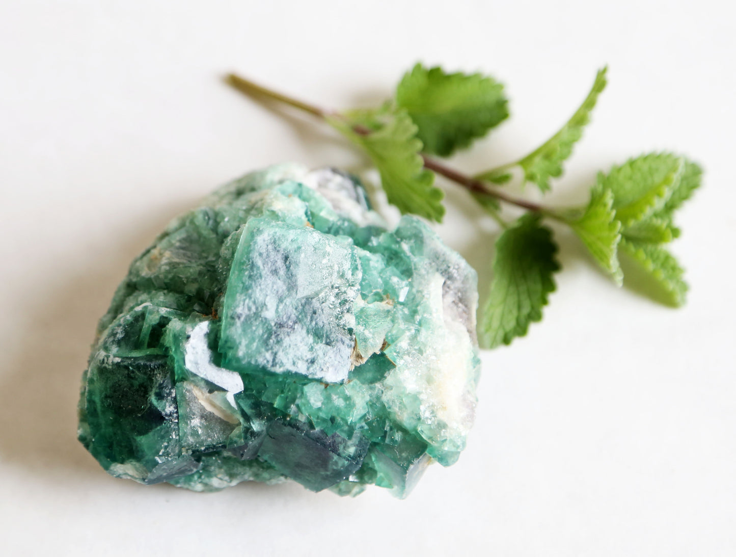 the little magic herbal shop - the little magic herbal shop