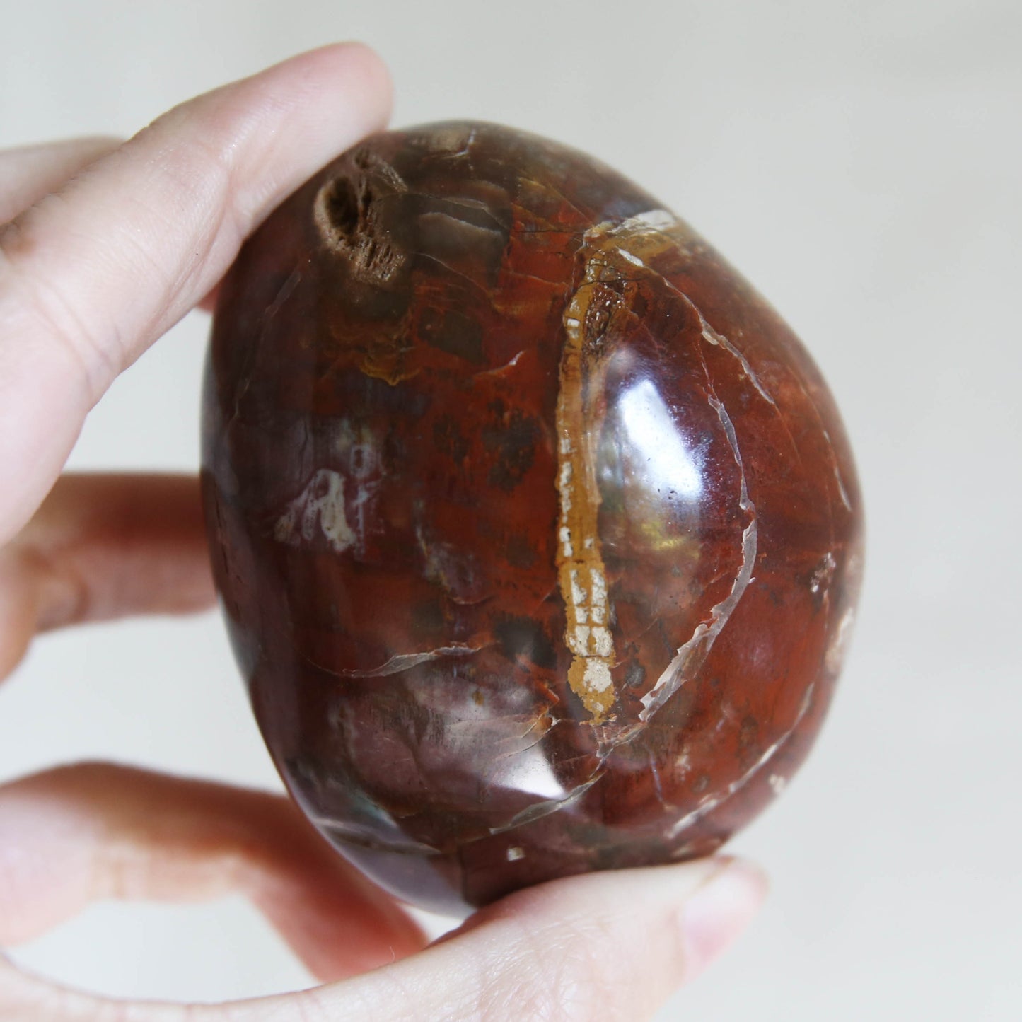 Large Petrified Wood Palm Stone