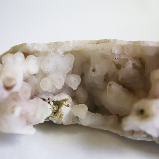 Large Fossilized Coral Specimen