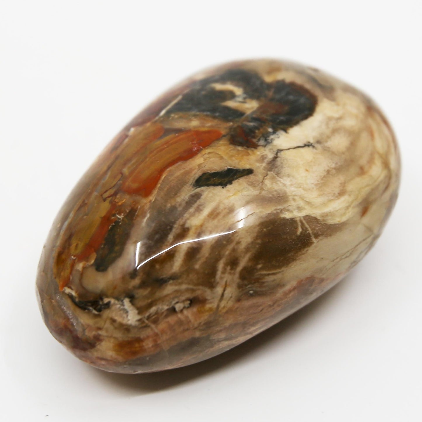 Petrified Wood Palm Stone
