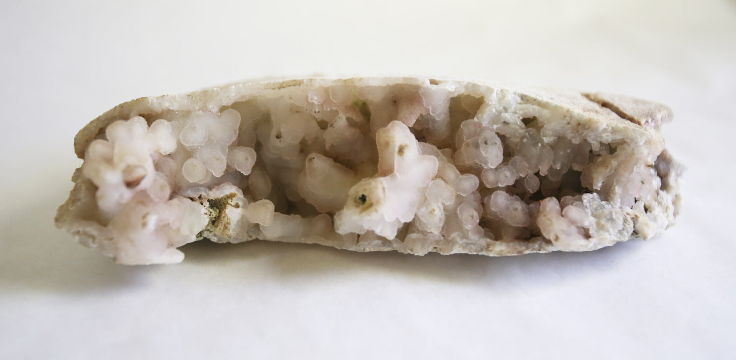 Large Fossilized Coral Specimen