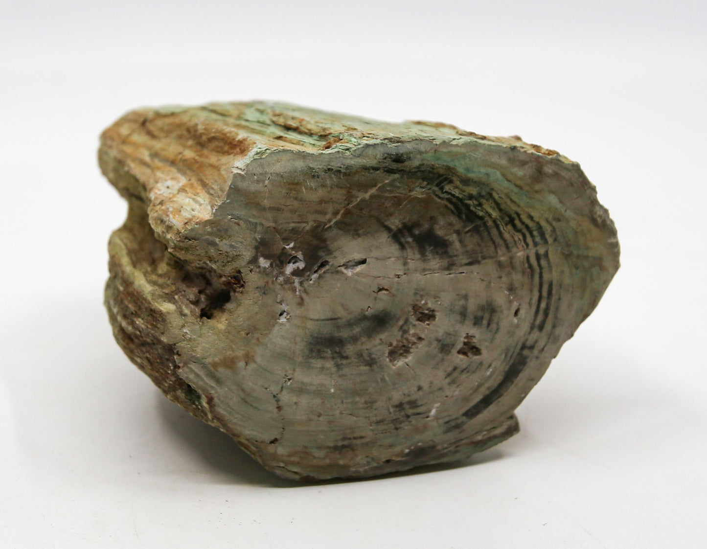 Petrified Wood Free Form