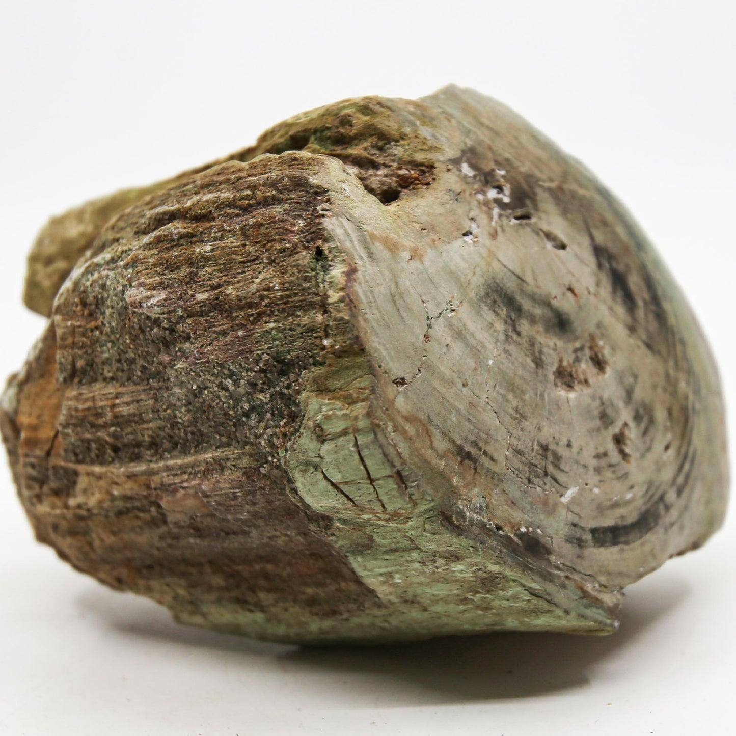 Petrified Wood Free Form
