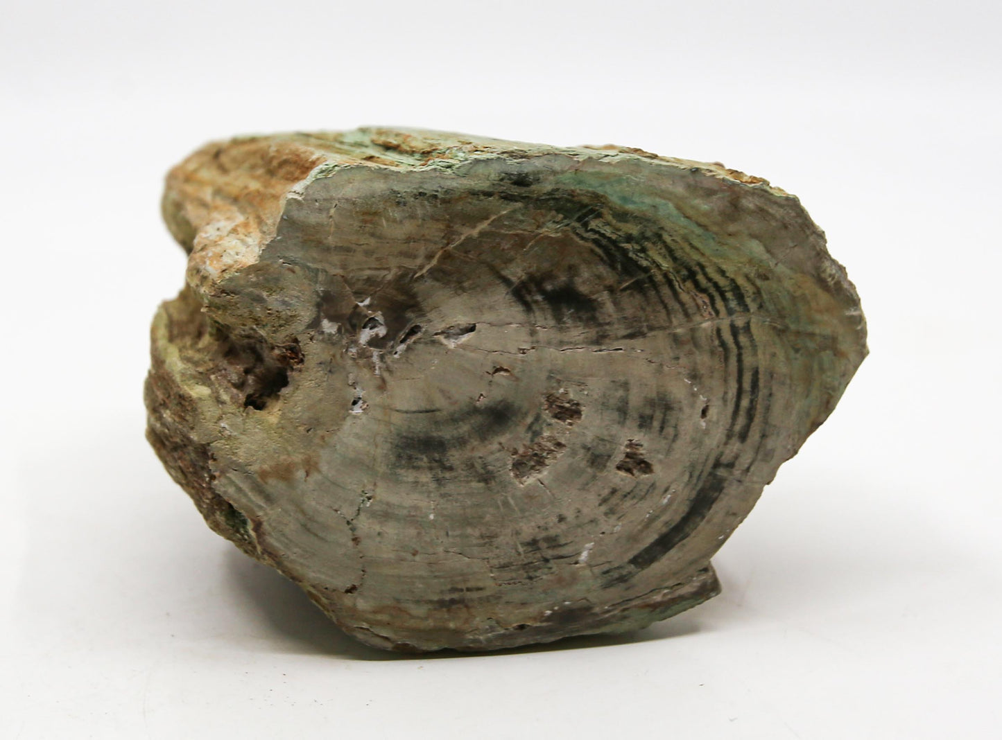 Petrified Wood Free Form