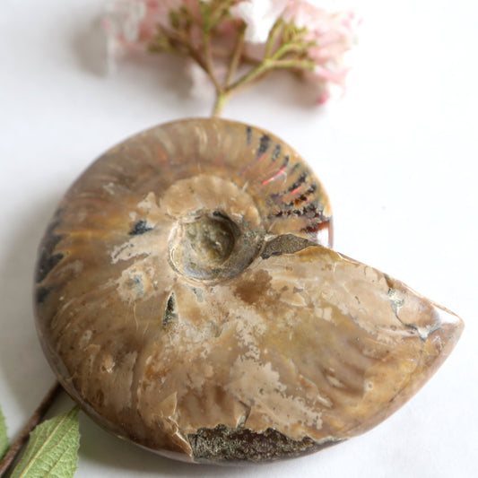 the little magic herbal shop - the little magic herbal shop