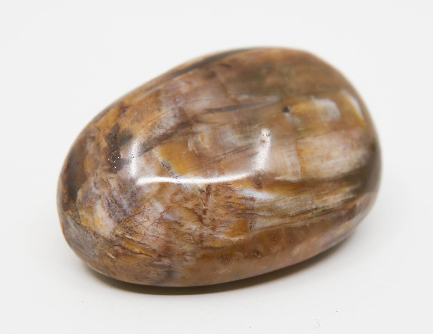 Petrified Wood Palm Stone