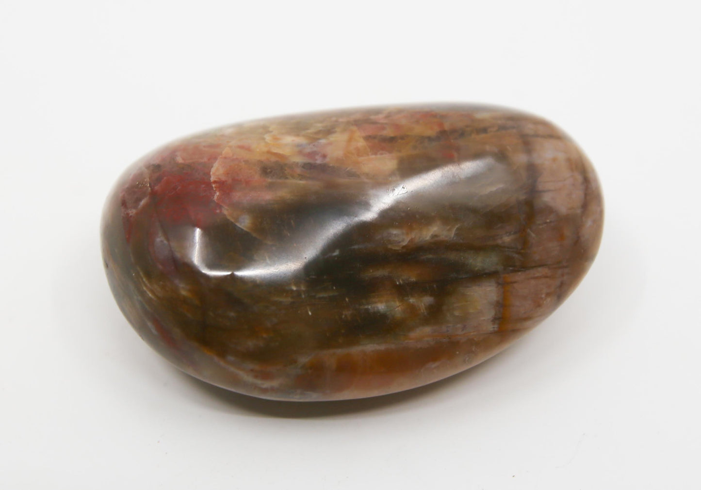 Petrified Wood Palm Stone