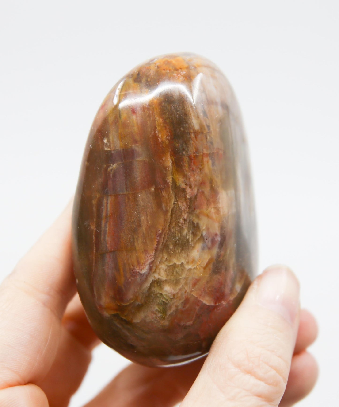 Petrified Wood Palm Stone