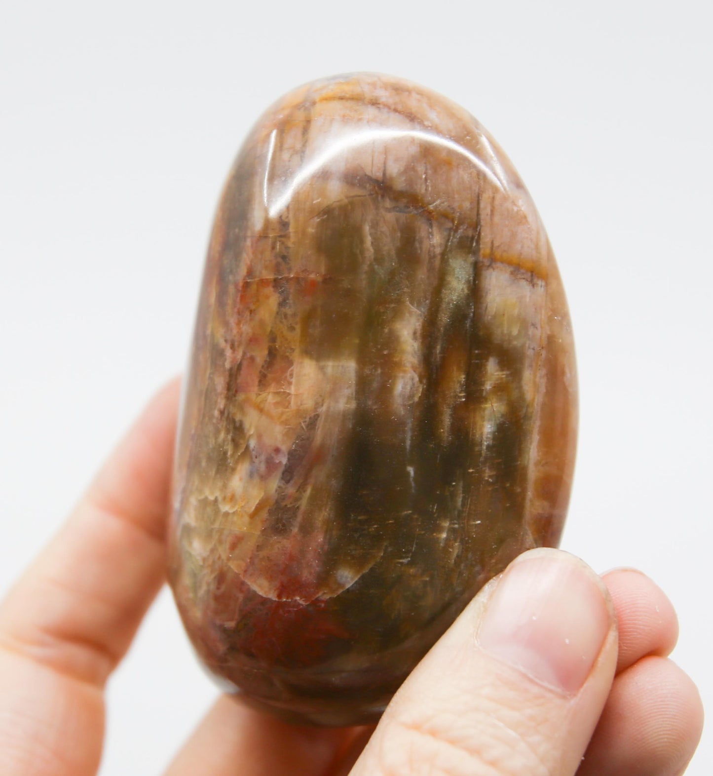 Petrified Wood Palm Stone