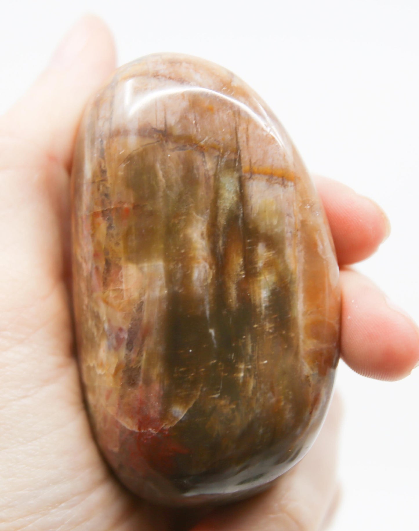 Petrified Wood Palm Stone