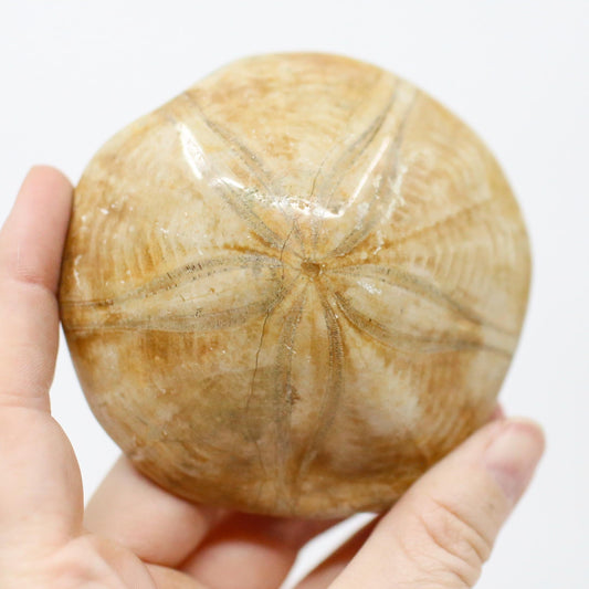 Etoile De Mer Fossil