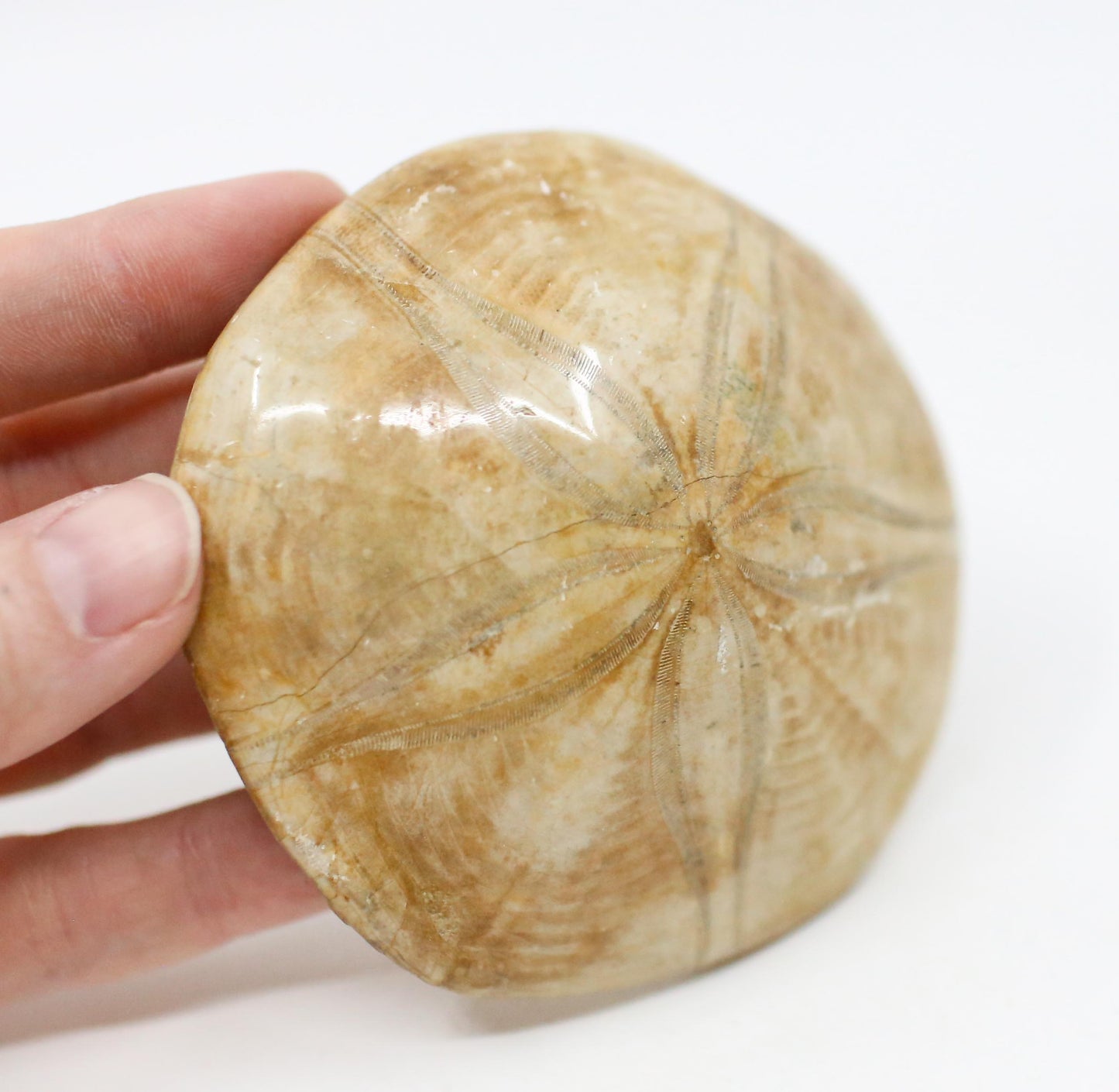 Etoile De Mer Fossil