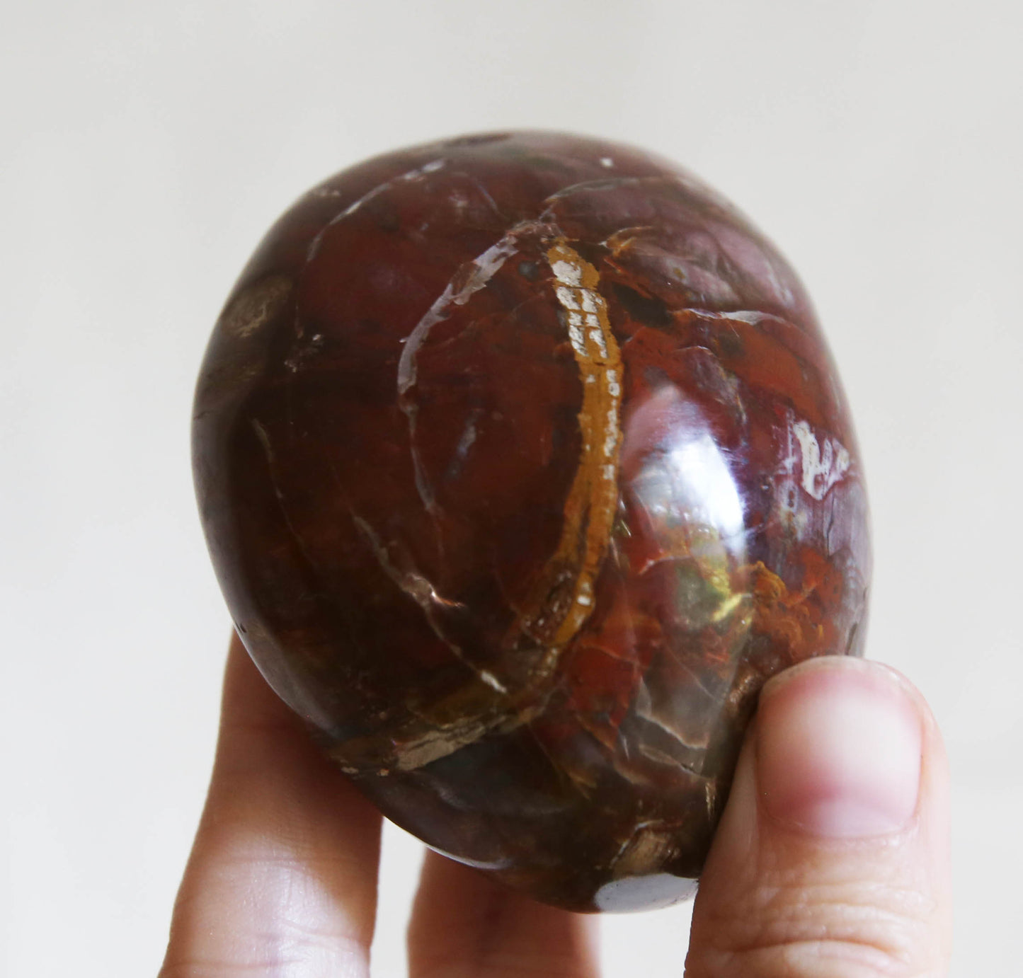 Large Petrified Wood Palm Stone