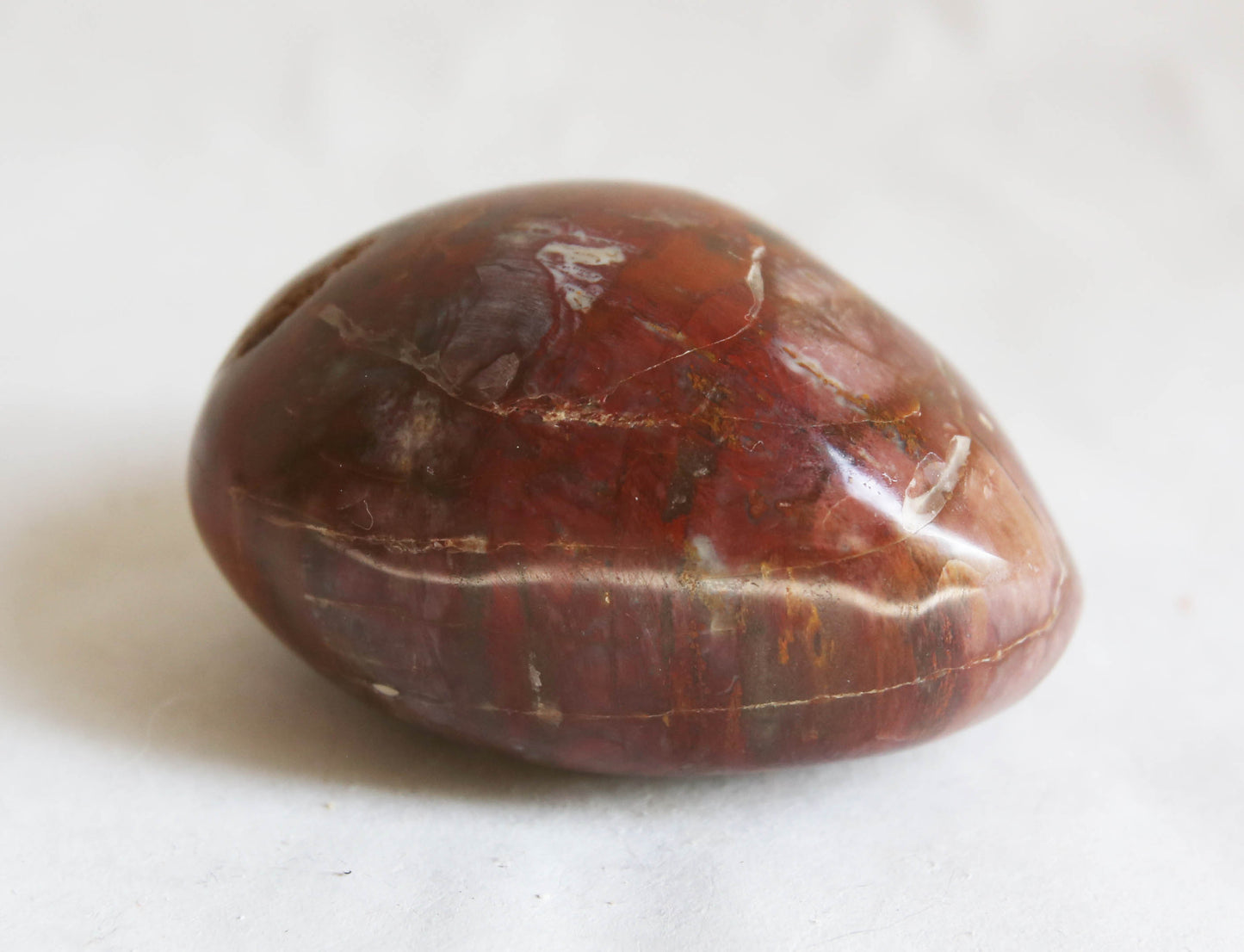 Large Petrified Wood Palm Stone