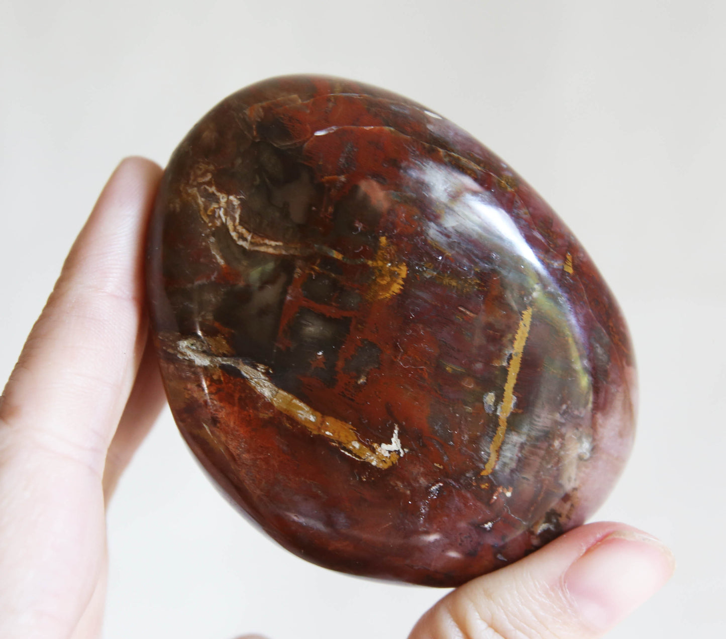 Large Petrified Wood Palm Stone