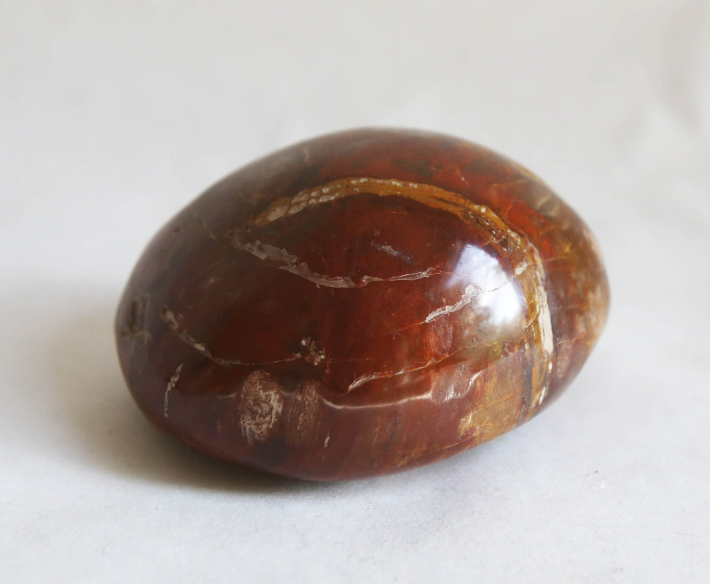 Large Petrified Wood Palm Stone