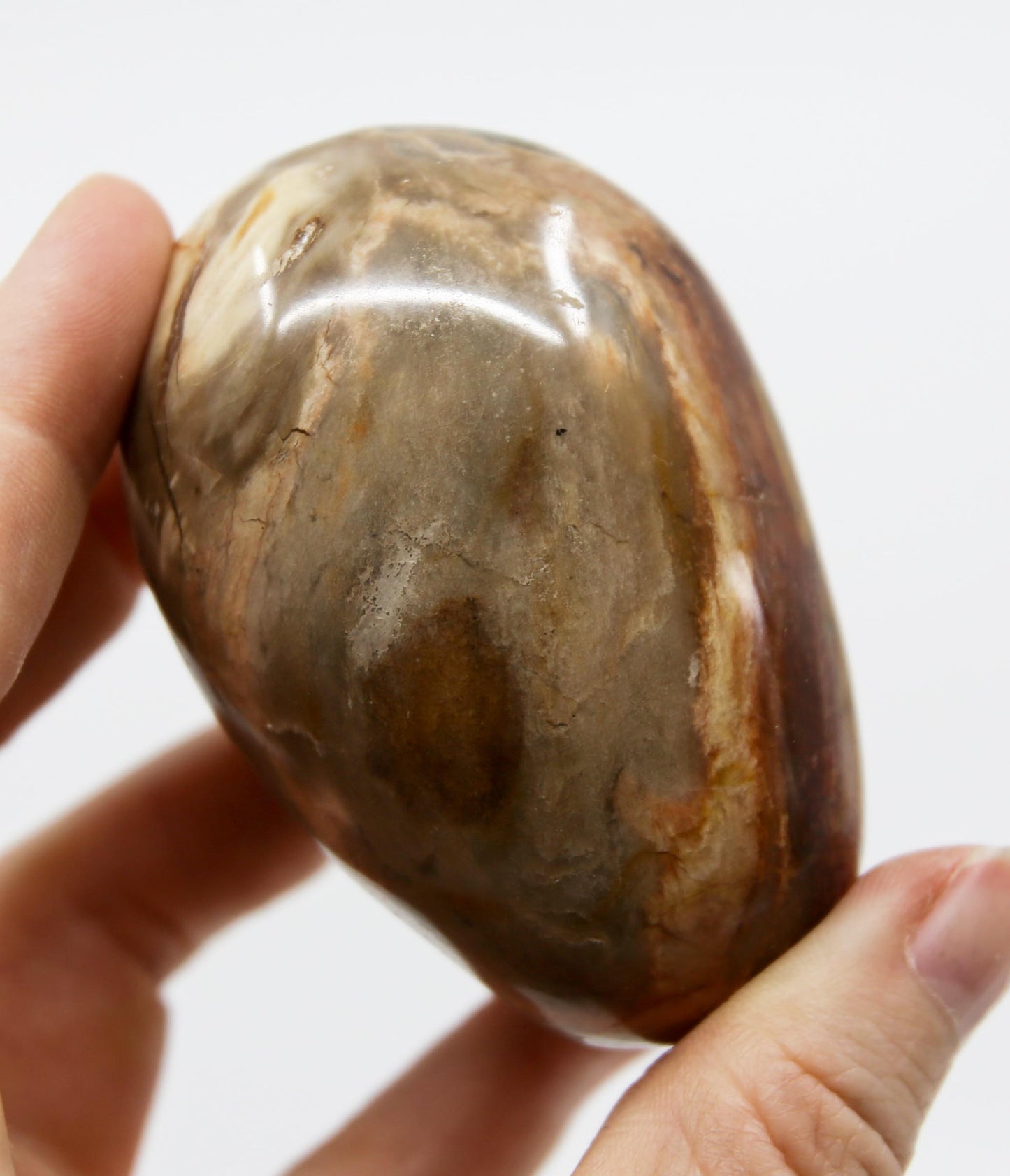 Petrified Wood Palm Stone