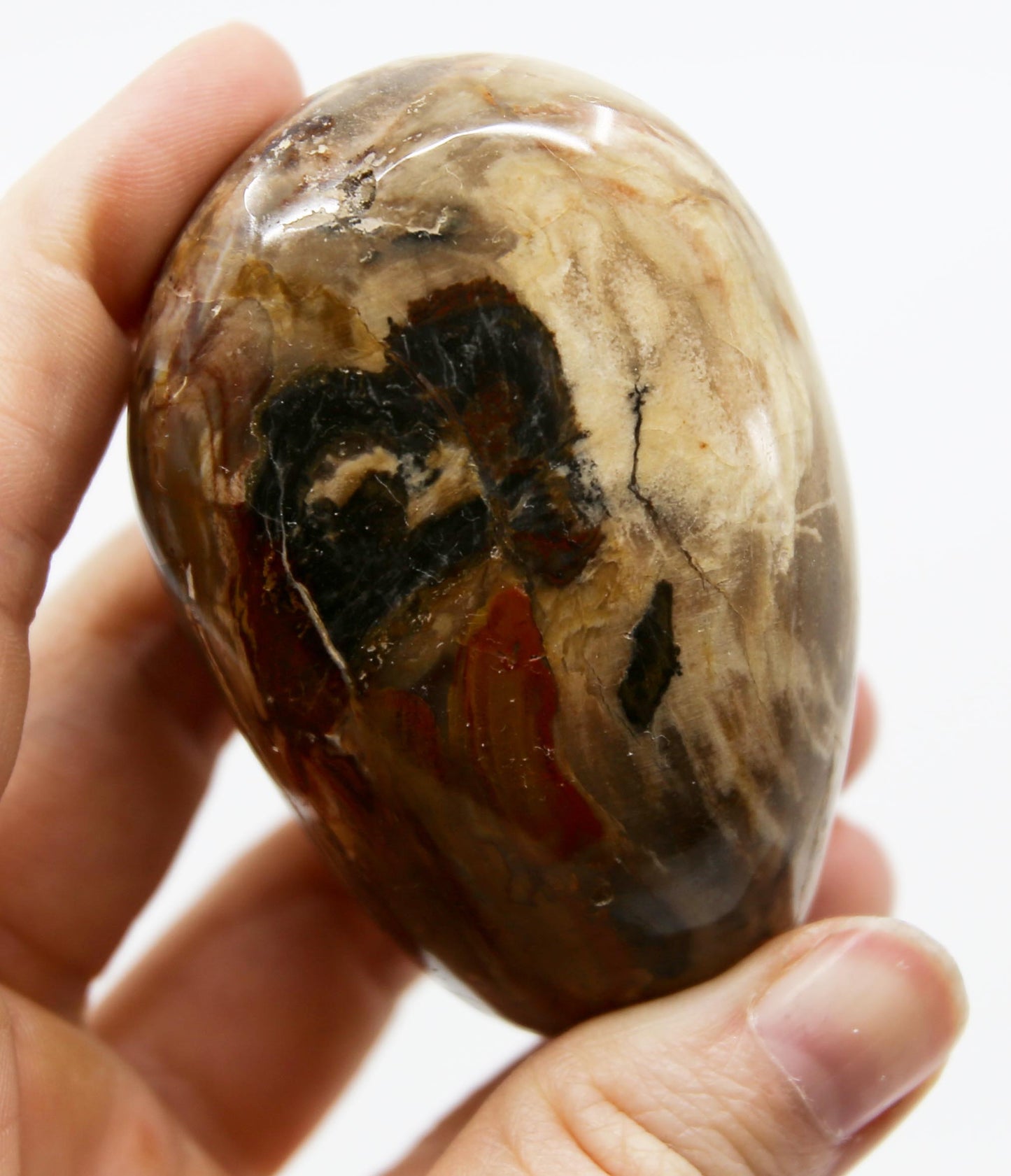 Petrified Wood Palm Stone