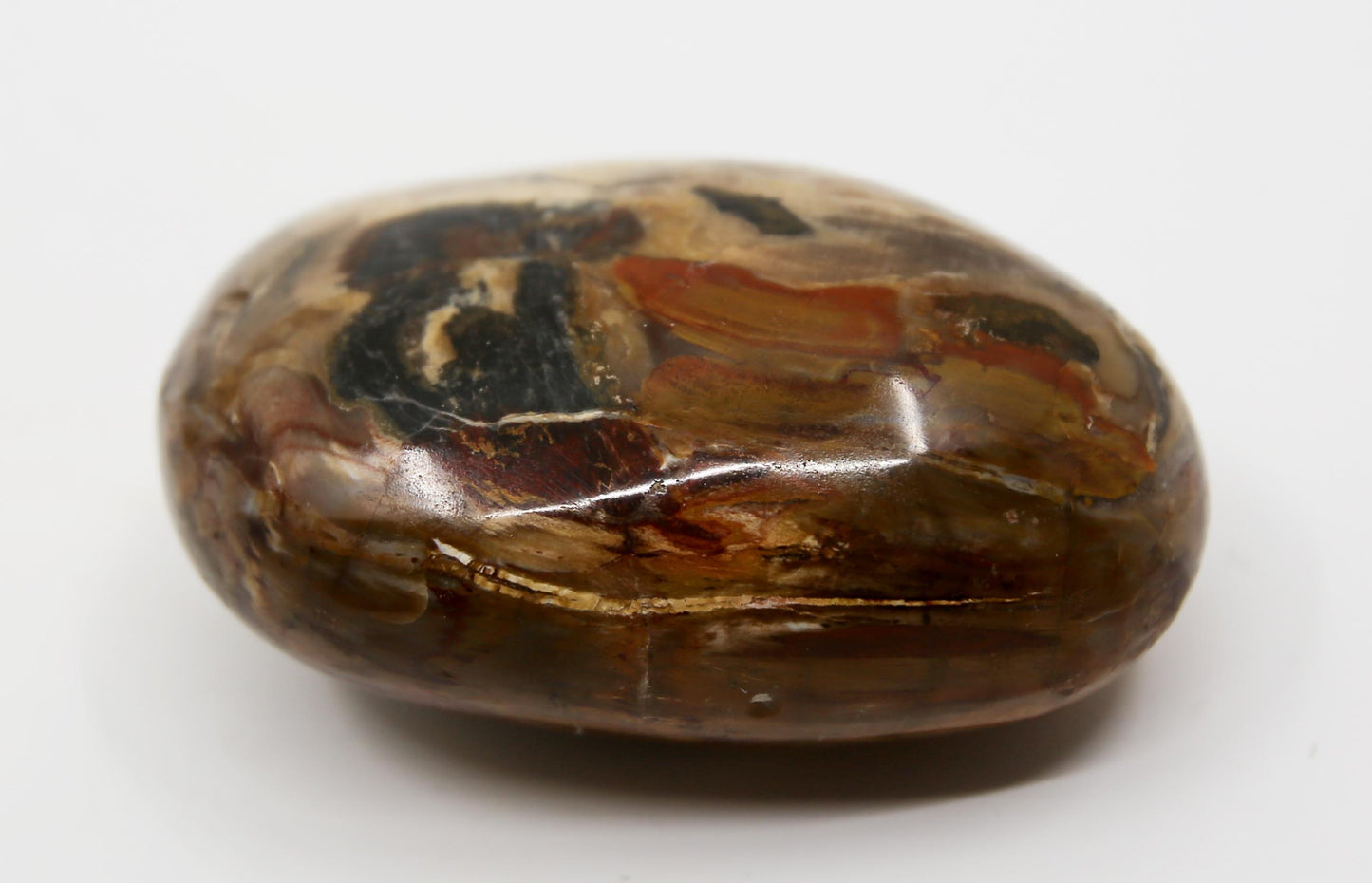 Petrified Wood Palm Stone