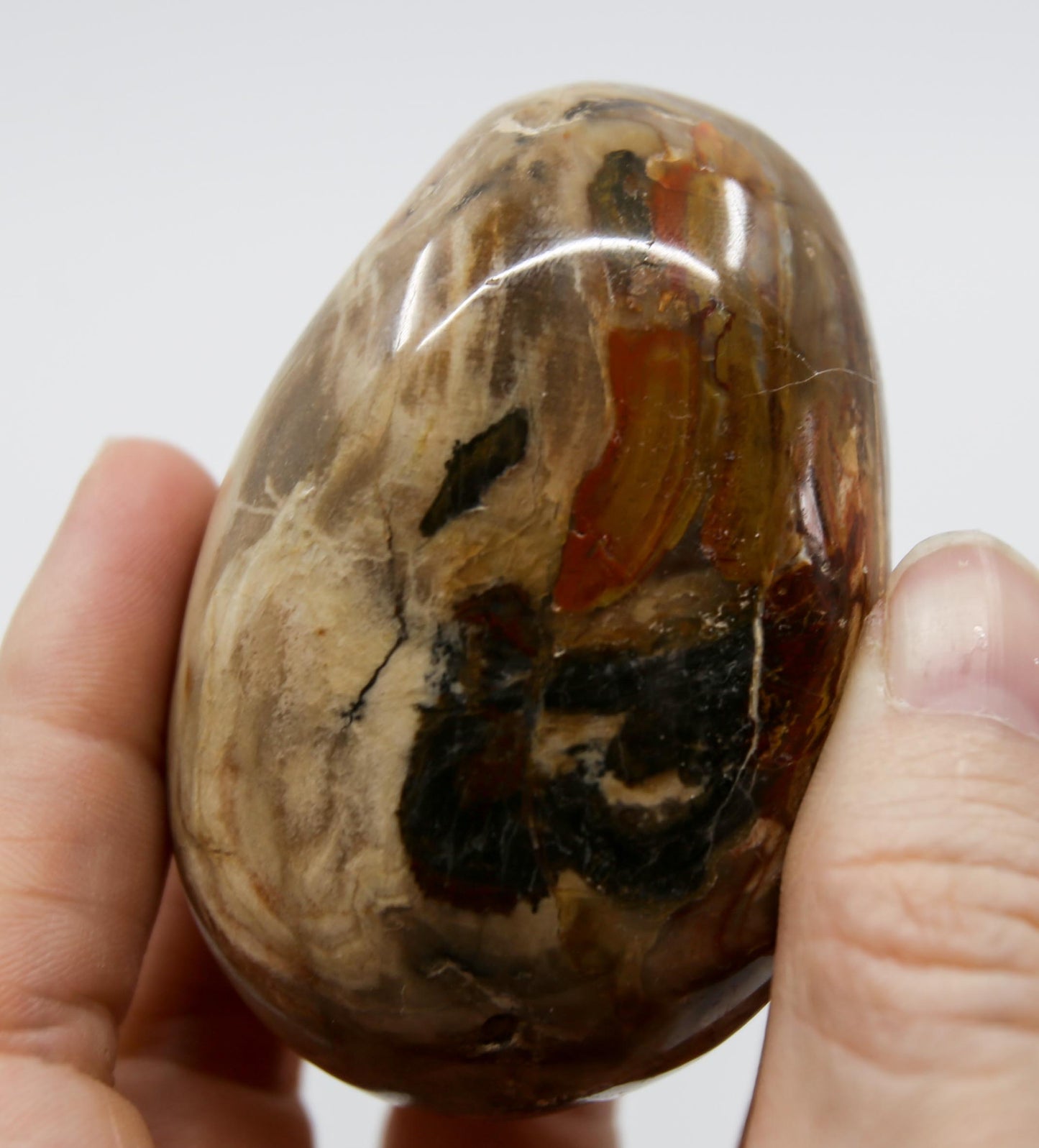 Petrified Wood Palm Stone