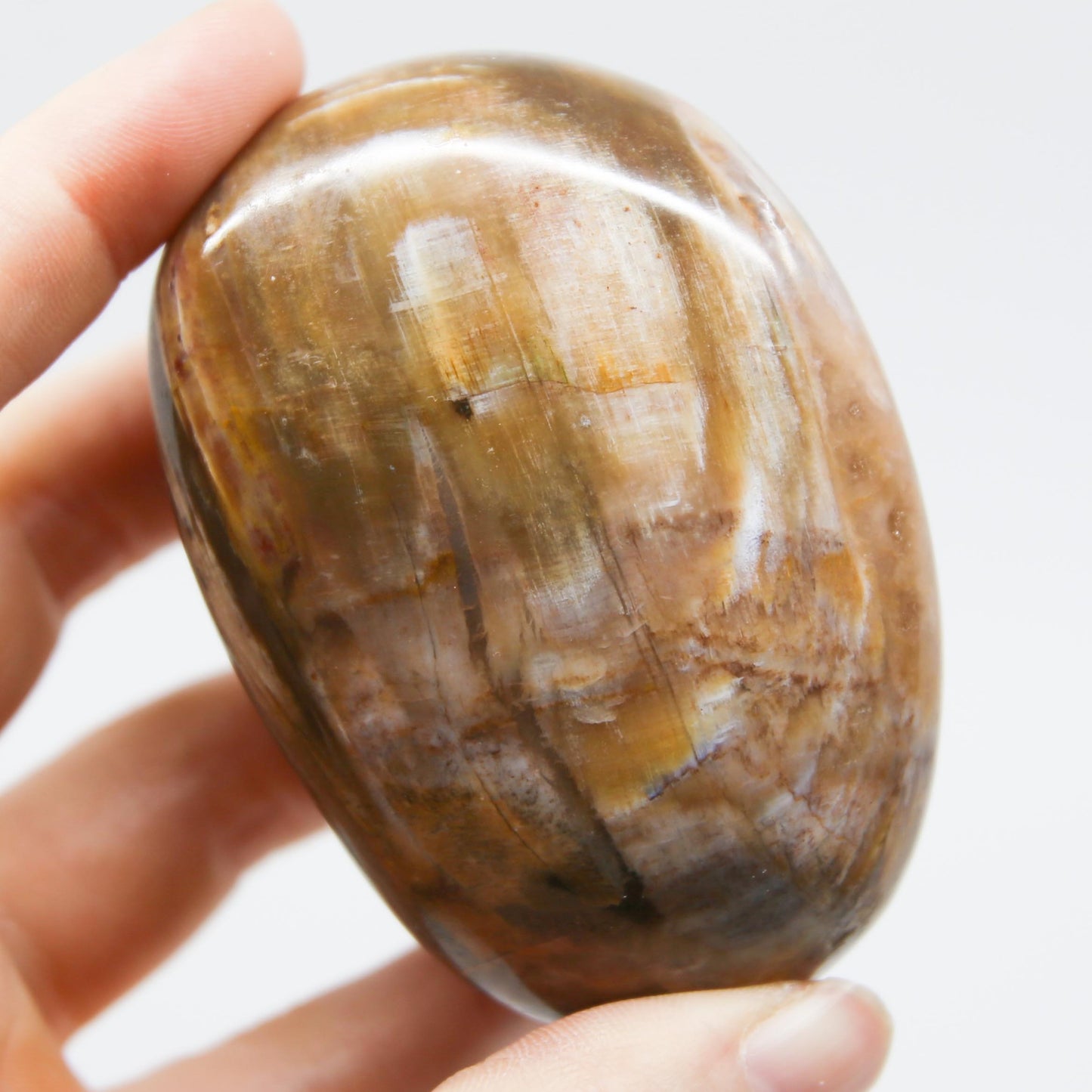 Petrified Wood Palm Stone