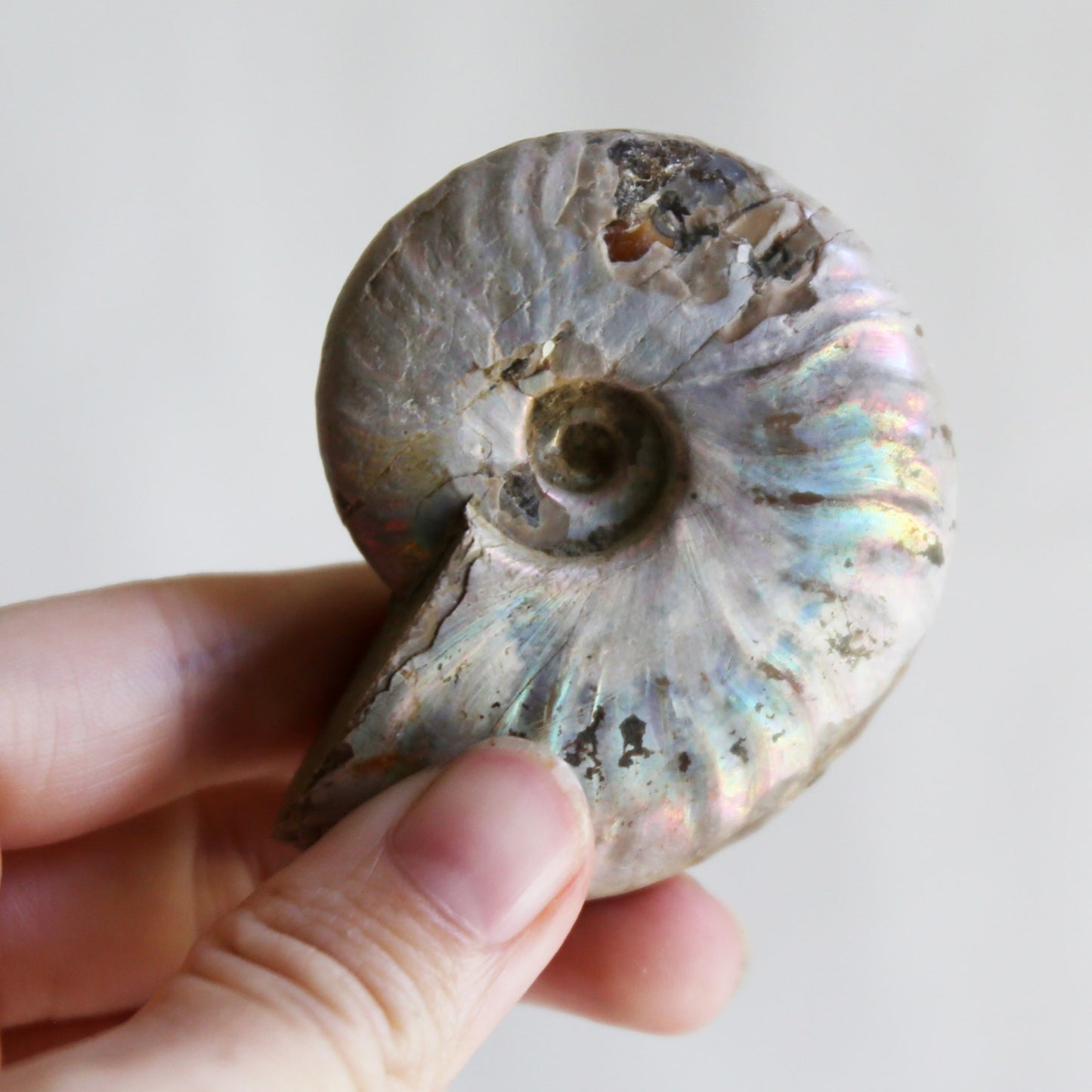 Opalized Ammonite Fossils