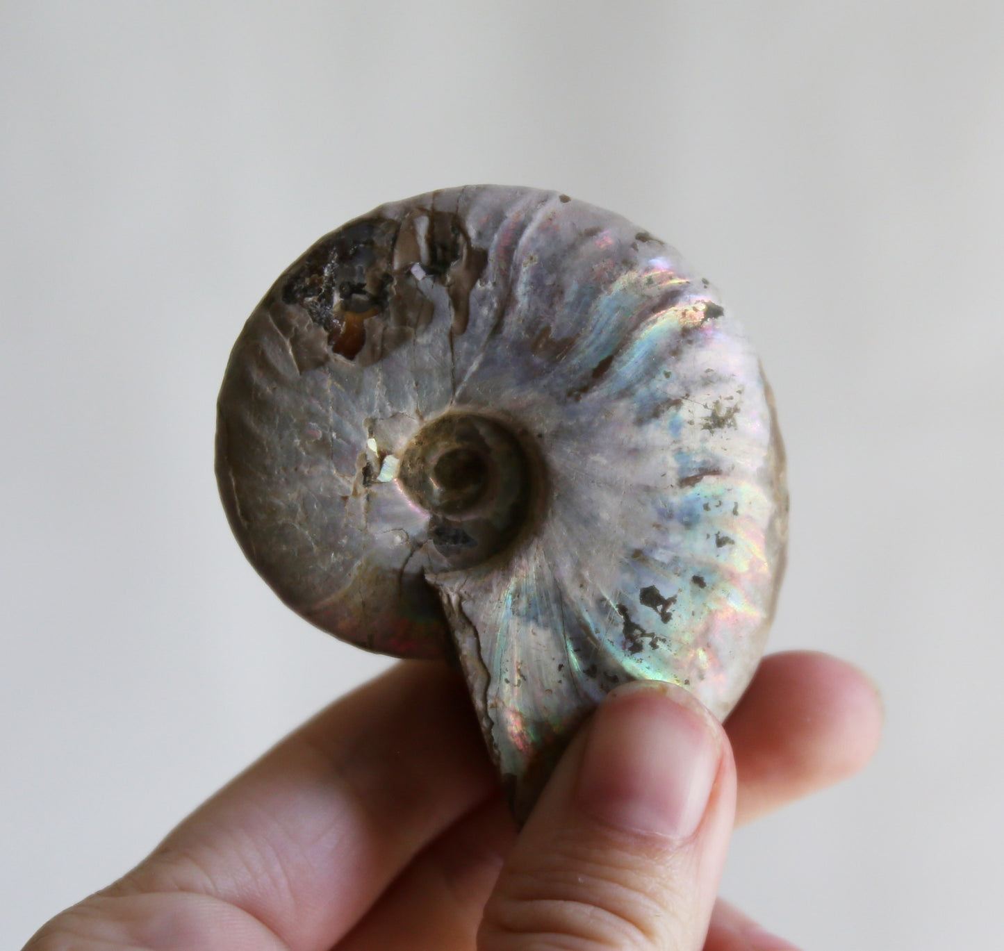 Opalized Ammonite Fossils