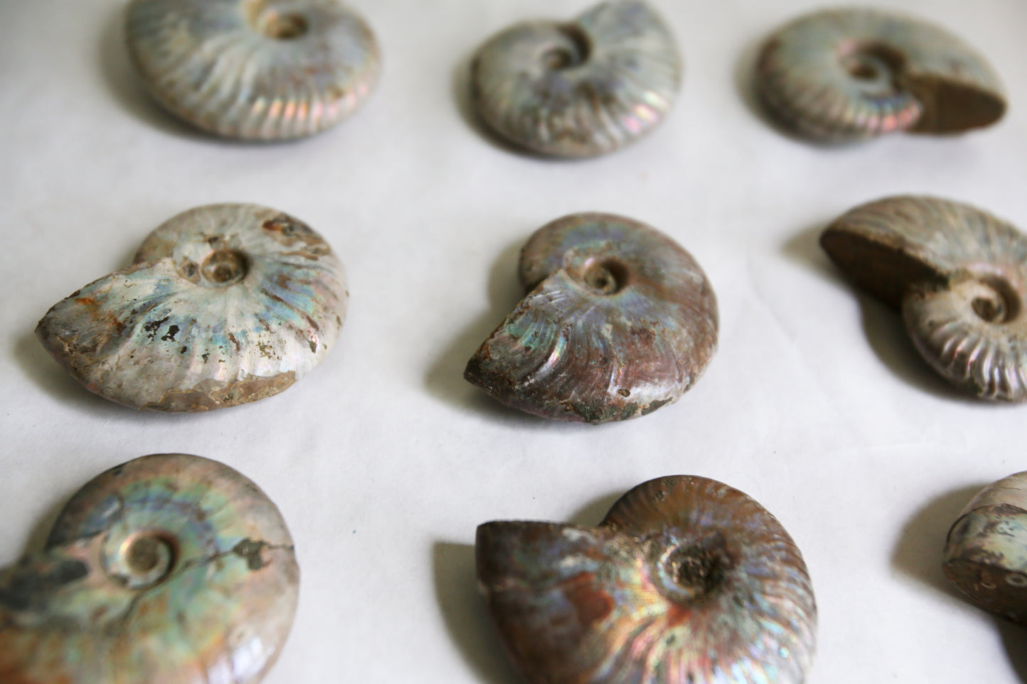 Opalized Ammonite Fossils