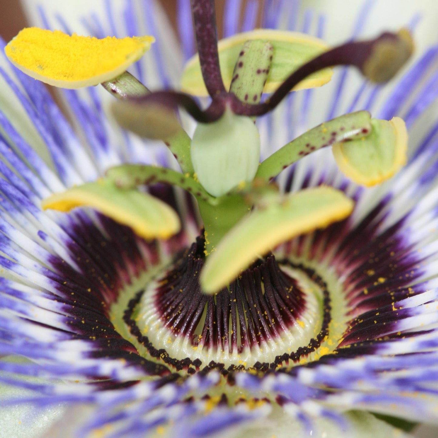 Passionflower Tincture