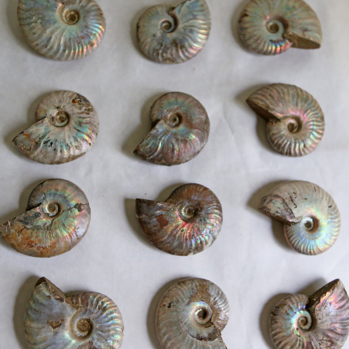 Opalized Ammonite Fossils