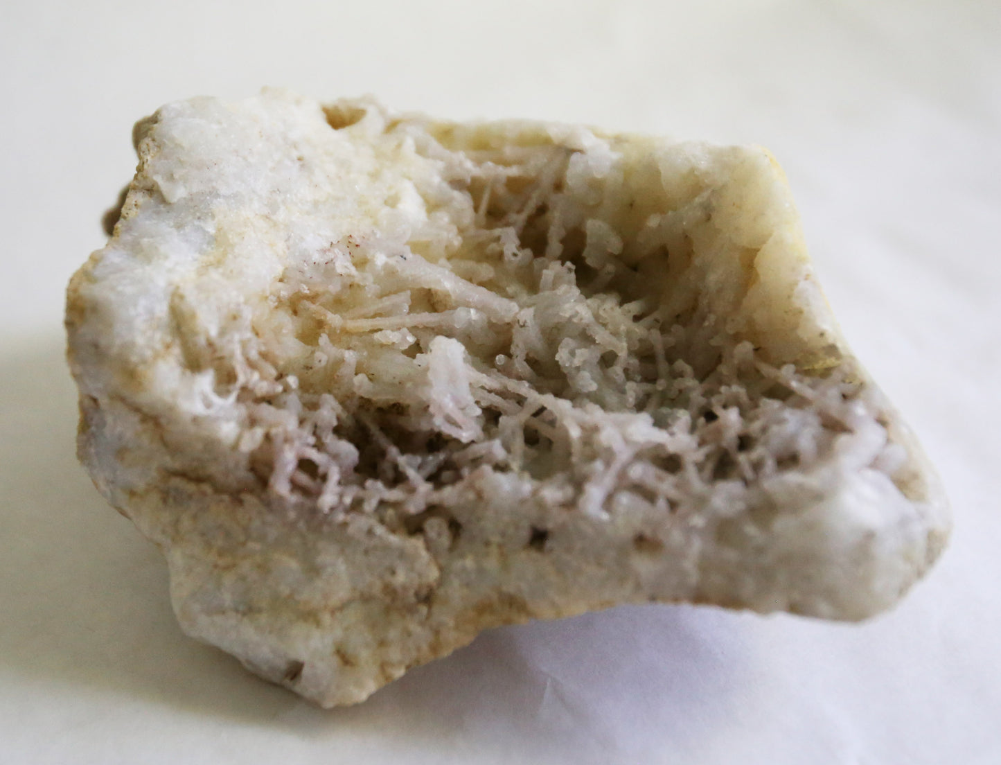 Large Fossilized Coral Specimen