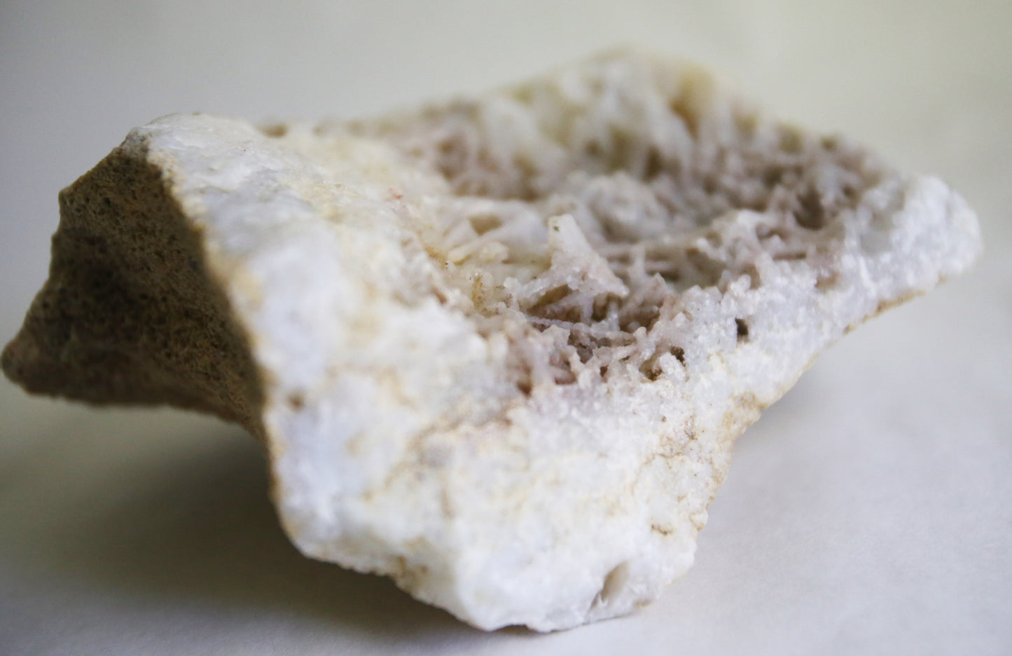 Large Fossilized Coral Specimen