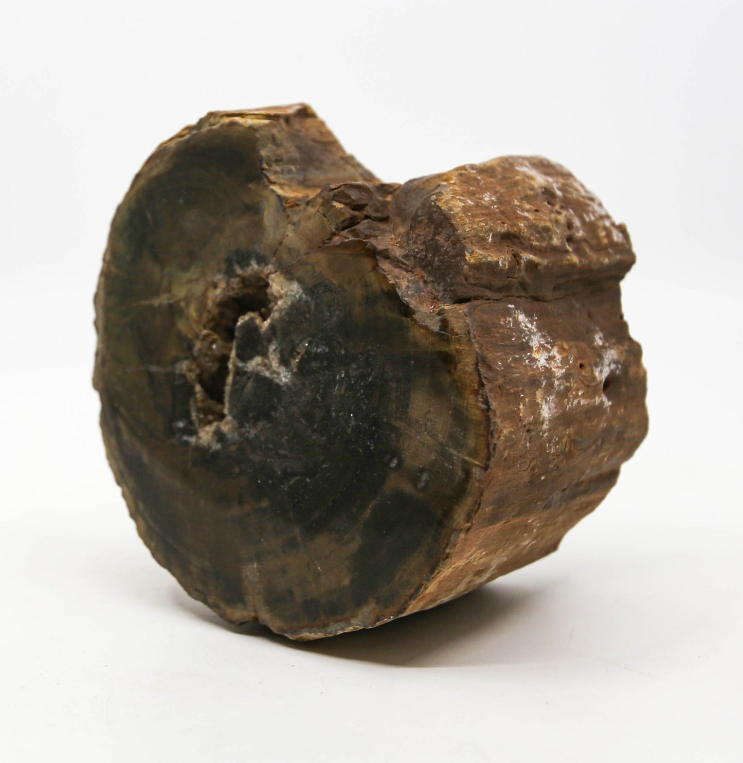 Petrified Wood Free Form