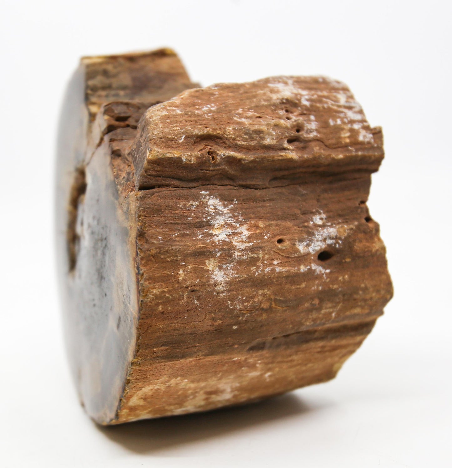 Petrified Wood Free Form