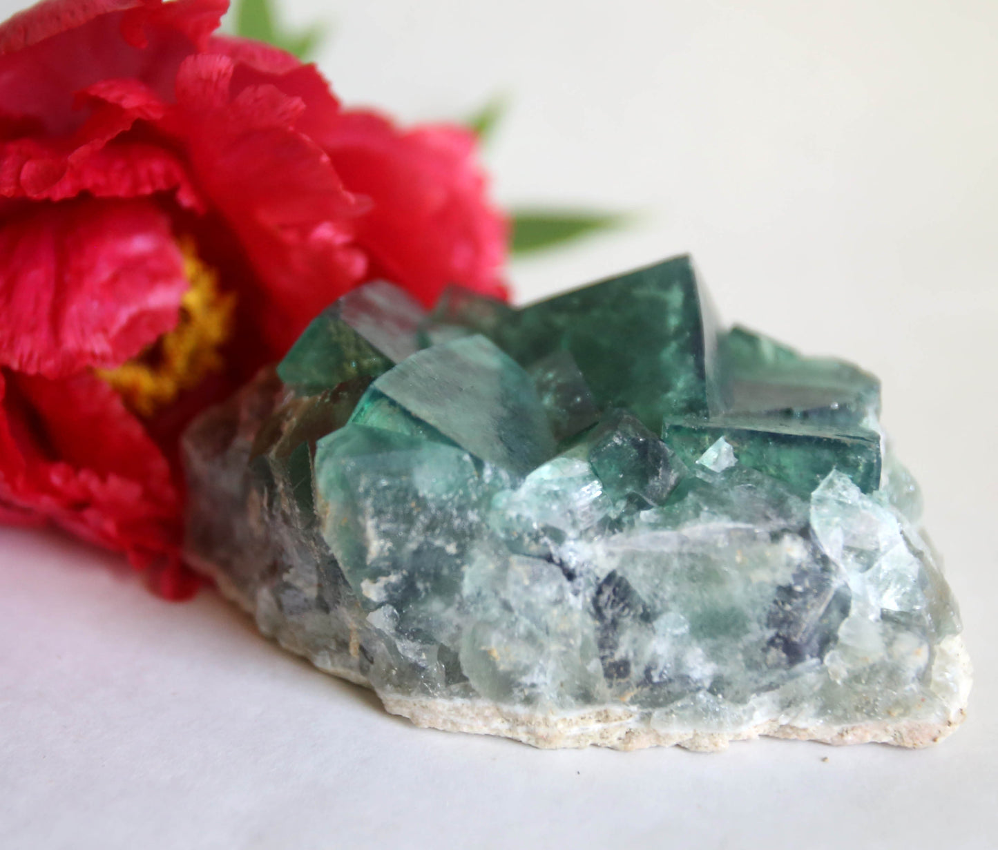 the little magic herbal shop - the little magic herbal shop