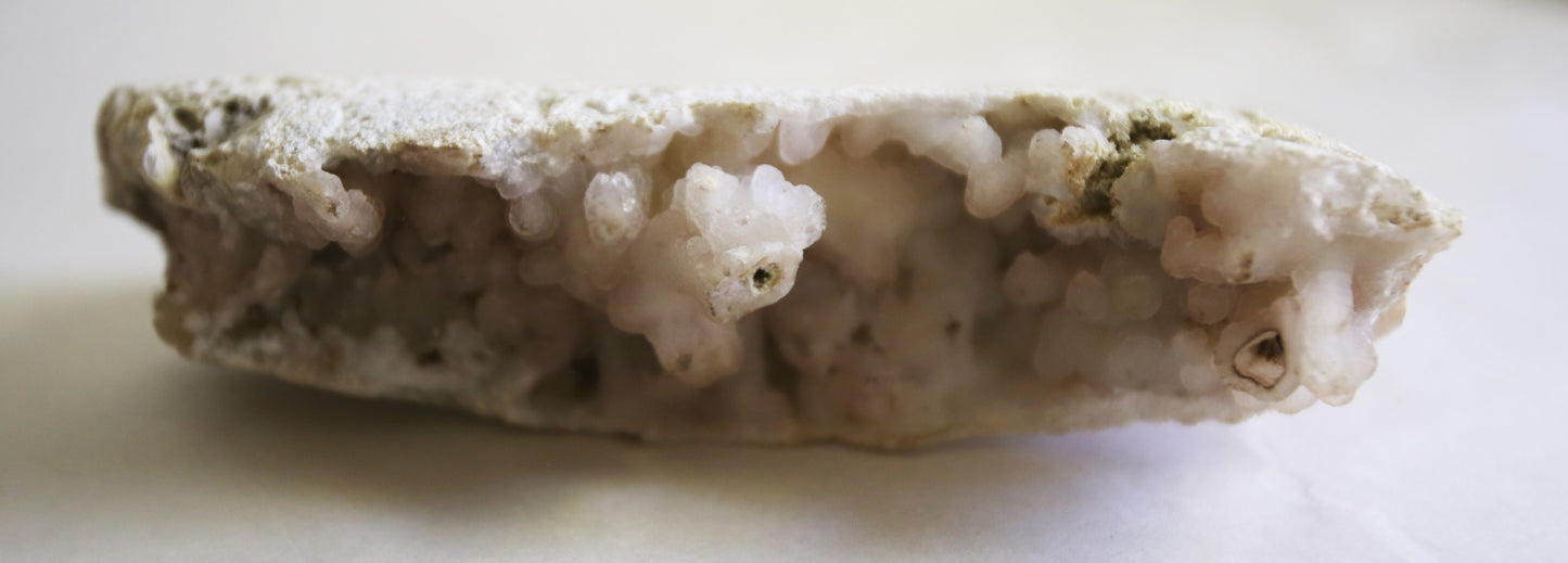 Large Fossilized Coral Specimen